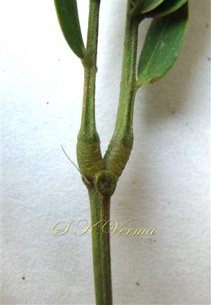  Gland between top pinnae